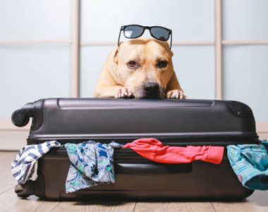 BERRY PROVINCE, PROCHAINE DESTINATION DOG-FRIENDLY ?