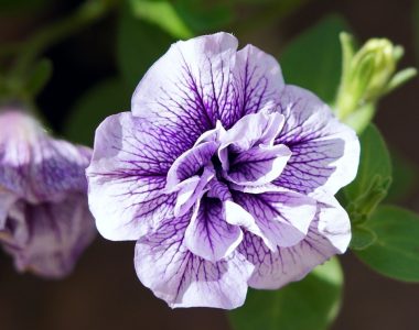 DÉMARCHE D’EMBELLISSEMENT : LANCEMENT DE LA SAISON 2024