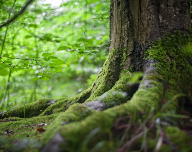 ÉVALUEZ VOS BESOINS EN MATIÈRE DE TOURISME DURABLE